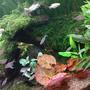 freshwater fish - paracheirodon innesi - neon tetra jumbo stocking in 85 gallons tank - java moss on wood