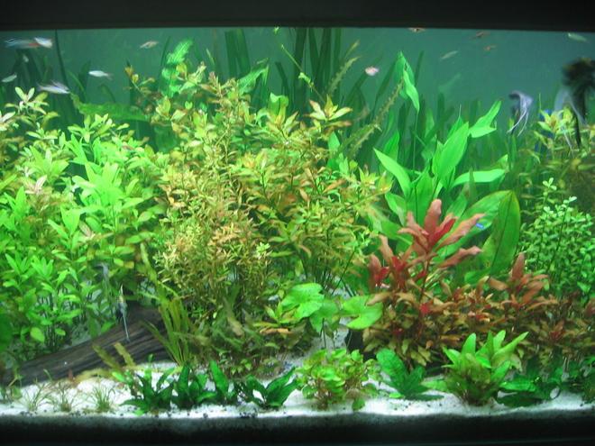 85 gallons freshwater fish tank (mostly fish and non-living decorations) - newly setup aqua