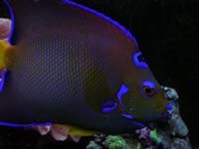saltwater fish - holacanthus ciliaris - queen angelfish stocking in 55 gallons tank - same fish.
