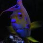 saltwater fish - holacanthus ciliaris - queen angelfish stocking in 55 gallons tank - Hi! Feeding time!