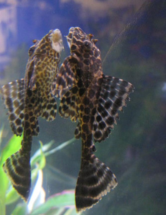 freshwater fish - isorineloricaria spinosissima - zucchini catfish stocking in 55 gallons tank - Giorgios kissing himself in the mirror.  He's so vain.