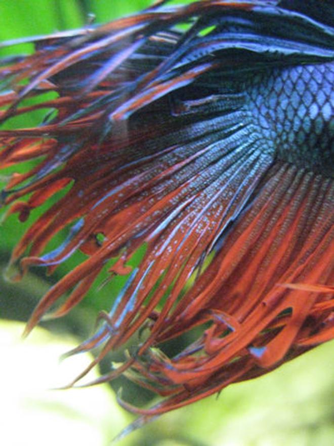 freshwater fish - betta splendens - crown tail betta stocking in 55 gallons tank - a close-up of Piet's  markings.  I know I am going to sound like a horribly biased fishmama, but he's got some of the coolest markings on any betta I've ever seen!