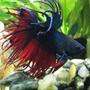 freshwater fish - betta splendens - crown tail betta stocking in 55 gallons tank - Piet, in a moment of meditative repose. :-)