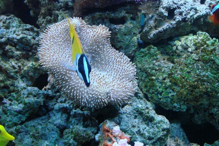 Rated #30: Corals Inverts - Sarcophyton Sp. - Toadstool Mushroom Leather Coral Stocking In 150 Gallons Tank - Another variation of Toad stool