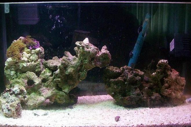 corals inverts - briareum sp. - starburst polyp stocking in 20 gallons tank - Going to be a reef tank some day.  
Right now there is a green star polyp,
Live Rock About 20 Lbs
Hermit crabs
Snails
1 Silver Molly