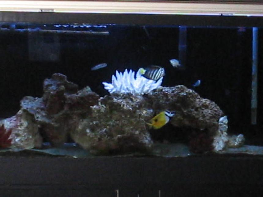 Rated #63: 55 Gallons Saltwater Fish Tank - My 55