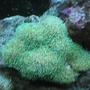 corals inverts - galaxea spp. - tooth coral stocking in 55 gallons tank - My Galaxea Coral