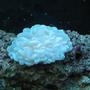 corals inverts - plerogyra sinuosa - bubble coral, white stocking in 55 gallons tank - Bubble Coral,