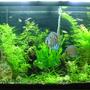 45 gallons planted tank (mostly live plants and fish) - 45gl planted tank.