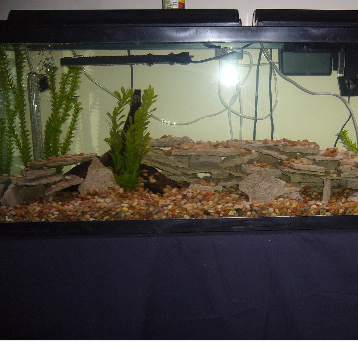 fish tank picture - First tank in a while