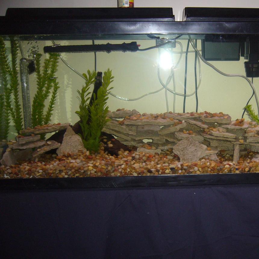 Rated #2203: 55 Gallons Planted Tank - yet another crappy pic
