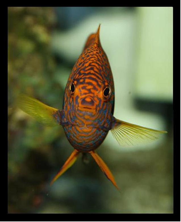 saltwater fish - centropyge potteri - potter's angelfish stocking in 200 gallons tank - Harrison, My Potters Angelfish 3 years old and one of my favourites