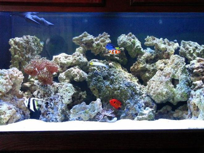 75 gallons saltwater fish tank (mostly fish, little/no live coral) - 75 gallon, live rock and sand, feather duster, frog spawn, blue hippo,  clowns, canary wrasse, sleeper goby, flame angel,  banner fish, blood shrimp, 1 anomone shrimp, snails and a crab