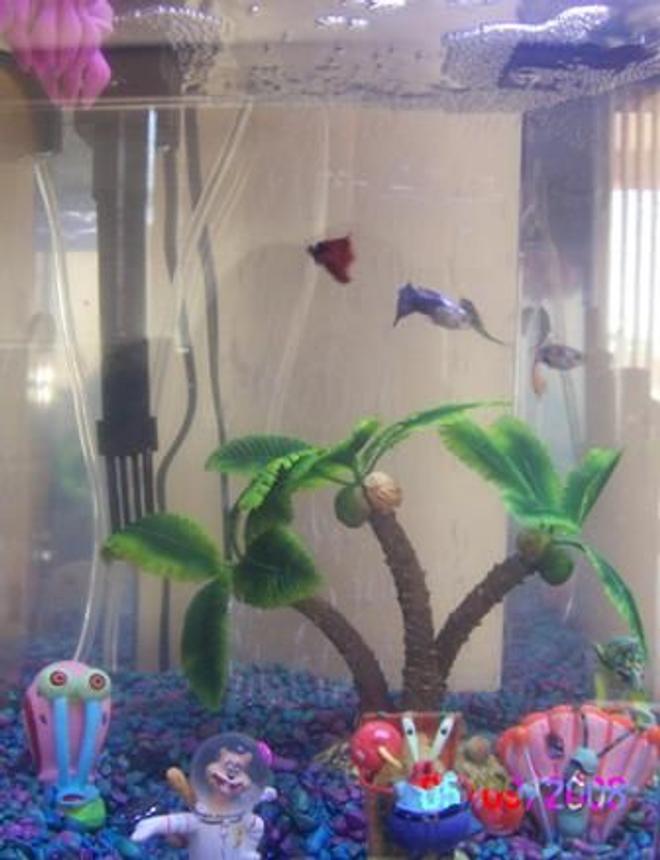 5 gallons freshwater fish tank (mostly fish and non-living decorations) - bikini bottom
3 guppies
1 otto
gary, sandy, mr. crabs, plankton, squidward and a palm tree and some jelly fish in a 5 gallon hex tank