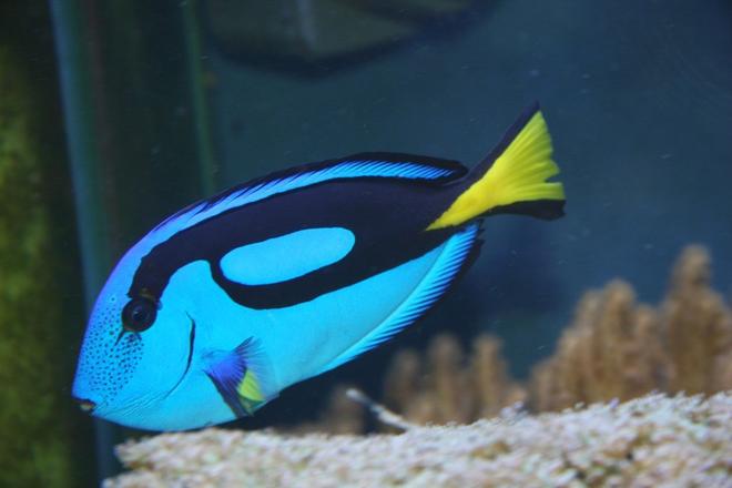 saltwater fish - paracanthurus hepatus - blue tang stocking in 200 gallons tank - My Blue (hippo) tang, as yet unnamed,
