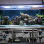 200 gallons reef tank (mostly live coral and fish) - Full tank shot, the stand still needs to be enclosed and a canopy put on top - one day it'll happen