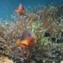corals inverts - heteractis crispa - sebae anemone stocking in 200 gallons tank - My mated fire clowns in their anenome field