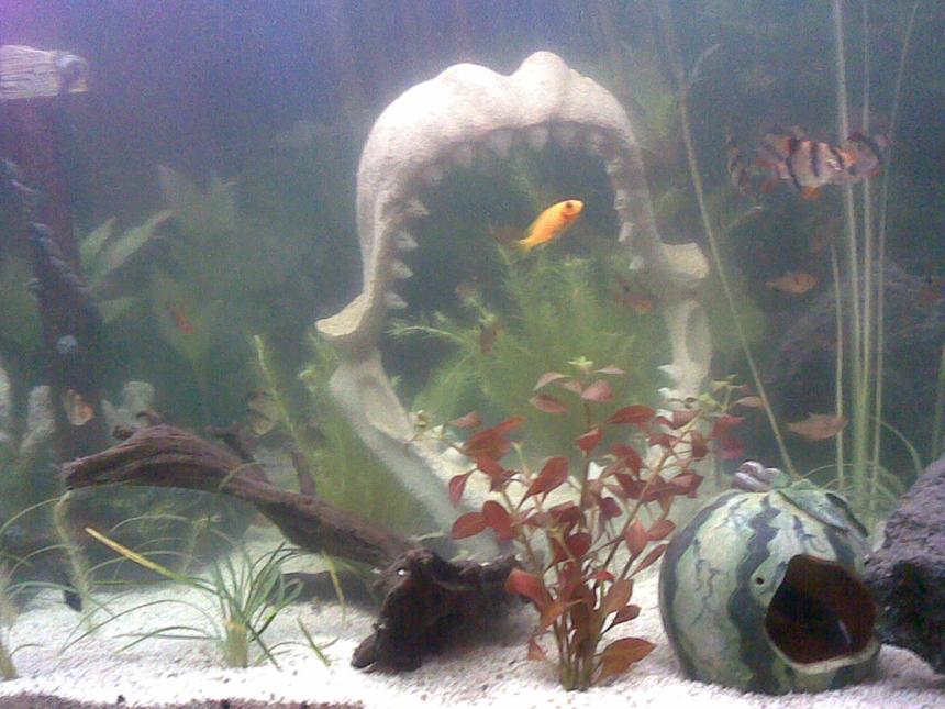 Rated #2325: Freshwater Fish - Puntius Tetrazona - Tiger Barb Stocking In 100 Gallons Tank - FISH