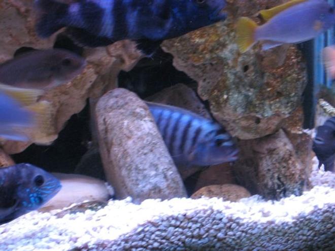 freshwater fish - nandopsis octofasciatum - jack dempsey stocking in 55 gallons tank - in the rocks