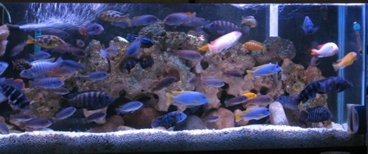 55 gallons freshwater fish tank (mostly fish and non-living decorations) - cichlids