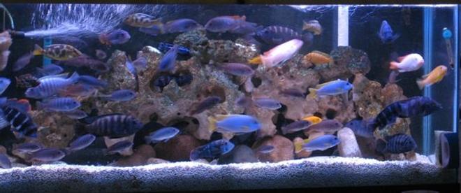 55 gallons freshwater fish tank (mostly fish and non-living decorations) - cichlids