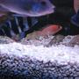 freshwater fish - cyphotilapia frontosa - frontosa cichlid stocking in 55 gallons tank - cichlids