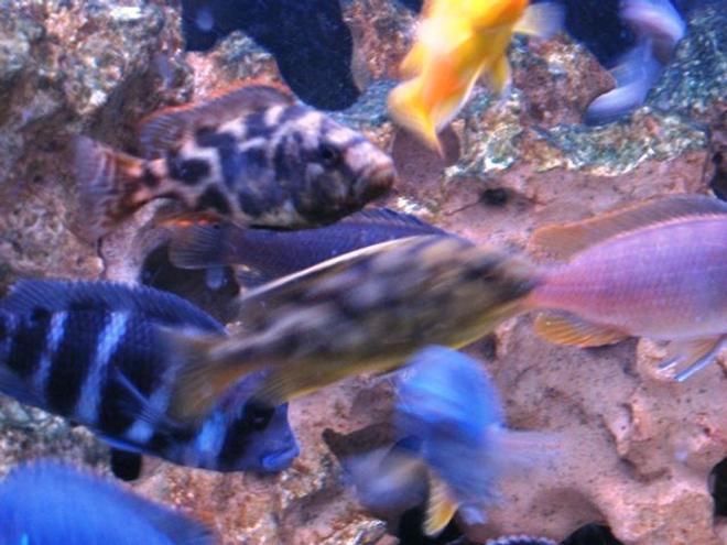 freshwater fish - cyphotilapia frontosa - frontosa cichlid stocking in 55 gallons tank - cichlids