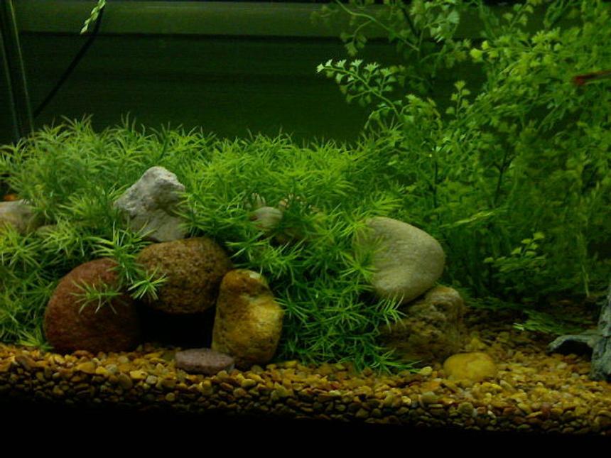 Rated #822: 55 Gallons Planted Tank - This is the cool cave we built so that all our babies could hide in.