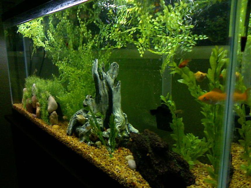 Rated #2099: 55 Gallons Freshwater Fish Tank - This is our first tank what do you think about it?