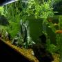 55 gallons freshwater fish tank (mostly fish and non-living decorations) - This is our first tank what do you think about it?