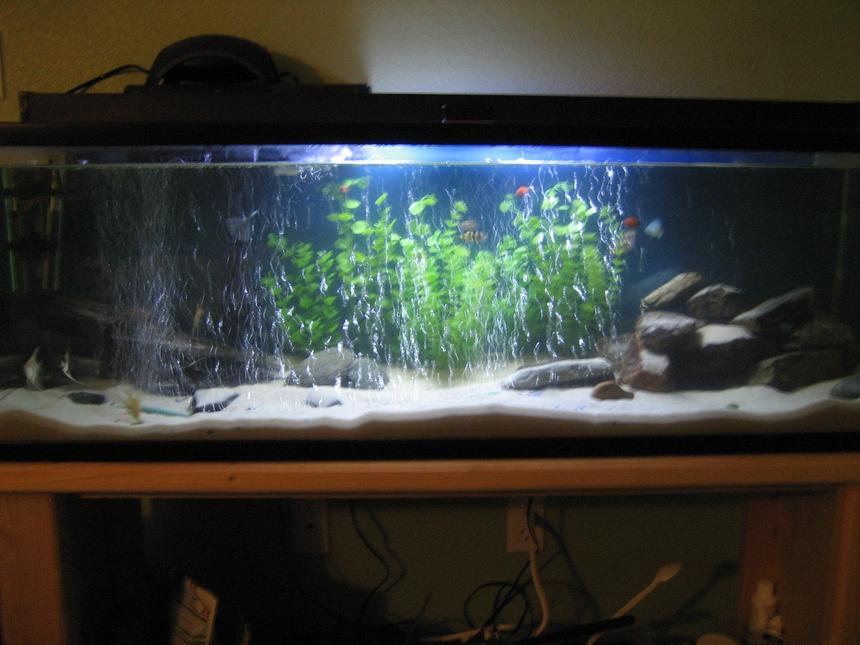 Rated #2353: 46 Gallons Freshwater Fish Tank - 65 gal, 21 fish, driftwood, white sand, rock caves, fake plants