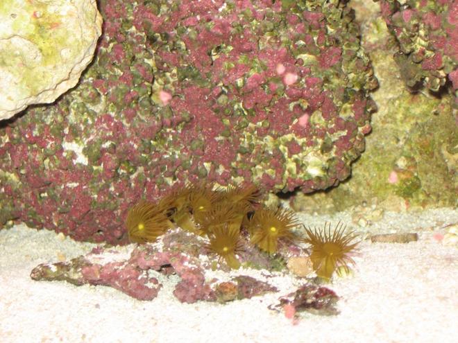 corals inverts - zoanthus sp. - yellow polyps stocking in 125 gallons tank - Yellow Polyps