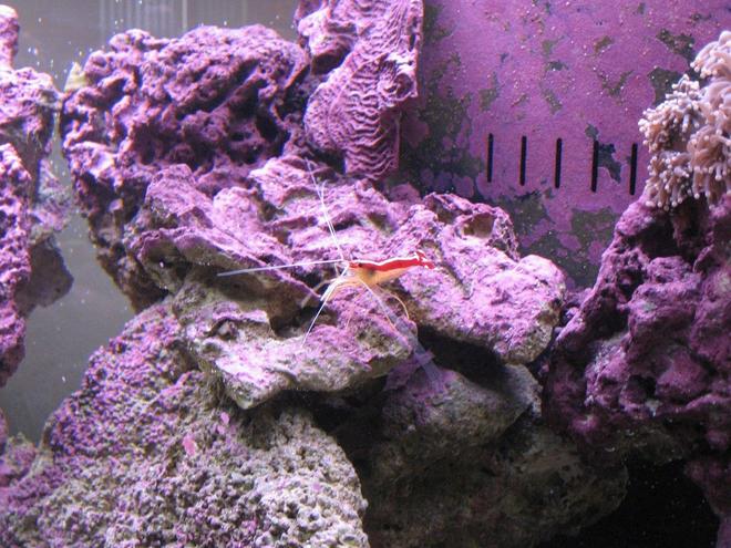 corals inverts - lysmata amboinensis - scarlet skunk cleaner shrimp stocking in 125 gallons tank - Skunk Cleaner II