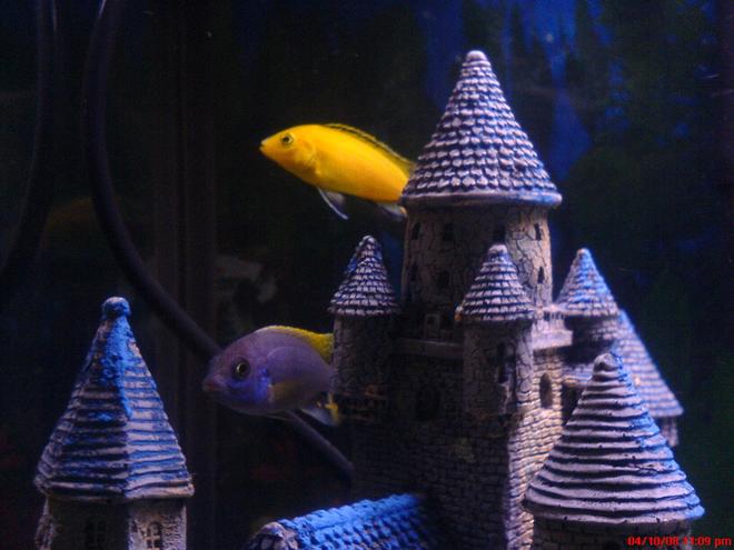 55 gallons freshwater fish tank (mostly fish and non-living decorations) - Acie and electric yellow Cichlids King and Queen of the Castle