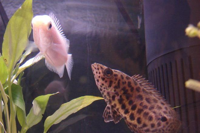 freshwater fish - helostoma temmincki - kissing gourami stocking in 10 gallons tank - My gourami and my leaf fish.