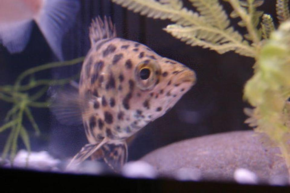 freshwater fish - ctenopoma acutirostre - leopard ctenopoma stocking in 10 gallons tank - My Ctenopoma acutirostre (leaf fish) posing for the camera!