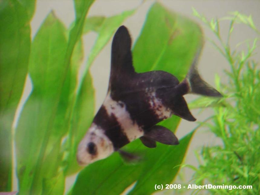 Rated #1665: Freshwater Fish - Myxocyprinus Asiaticus - Chinese Hi Fin Banded Shark Stocking In 100 Gallons Tank - Chinese banded shark