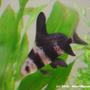 freshwater fish - myxocyprinus asiaticus - chinese hi fin banded shark stocking in 100 gallons tank - Chinese banded shark