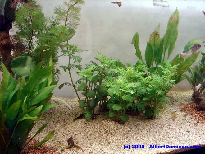 100 gallons freshwater fish tank (mostly fish and non-living decorations) - Left side of the tank.