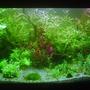 300 gallons planted tank (mostly live plants and fish) - my new rio 300 planted set up.