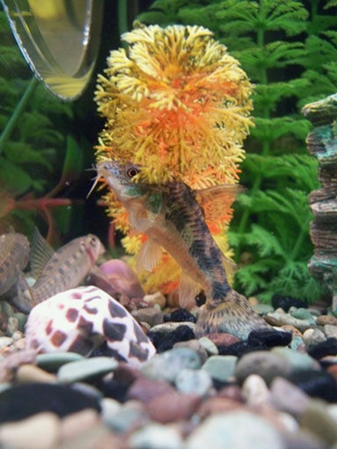 freshwater fish - gyrinocheilos aymonieri - chinese algae eater stocking in 50 gallons tank - chinese algae eater(L) and some sort of catfish (R) being really weird