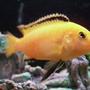 freshwater fish - labidochromis caeruleus - electric yellow cichlid stocking in 50 gallons tank - male yellow cichlid