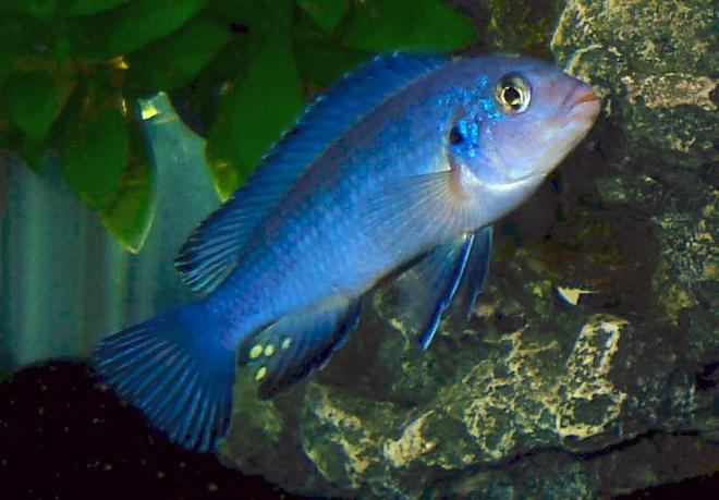 freshwater fish - pseudotropheus socolofi - powder blue cichlid stocking in 55 gallons tank - Male Pseudotropheus socolofi
