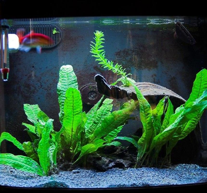 Rated #218: 10 Gallons Planted Tank - My 12 gallon nanocube with a 13 year old goldfish and a Otocinclus.