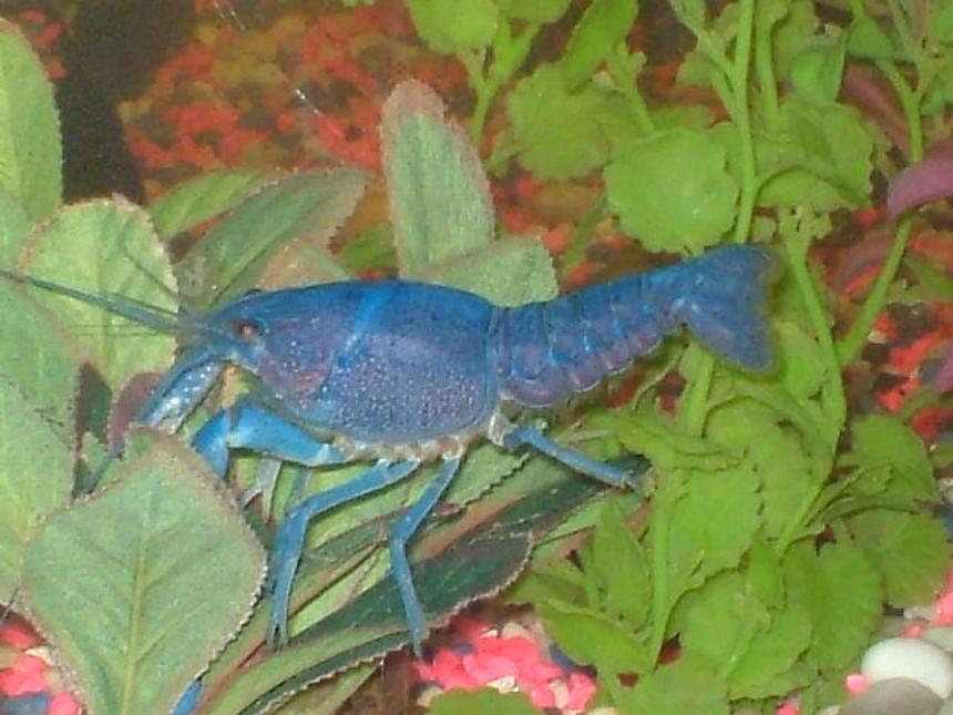 Rated #58: Corals Inverts - Procambarus Sp. - Hammers Cobalt Blue Lobster Stocking In 75 Gallons Tank - CLAWS
