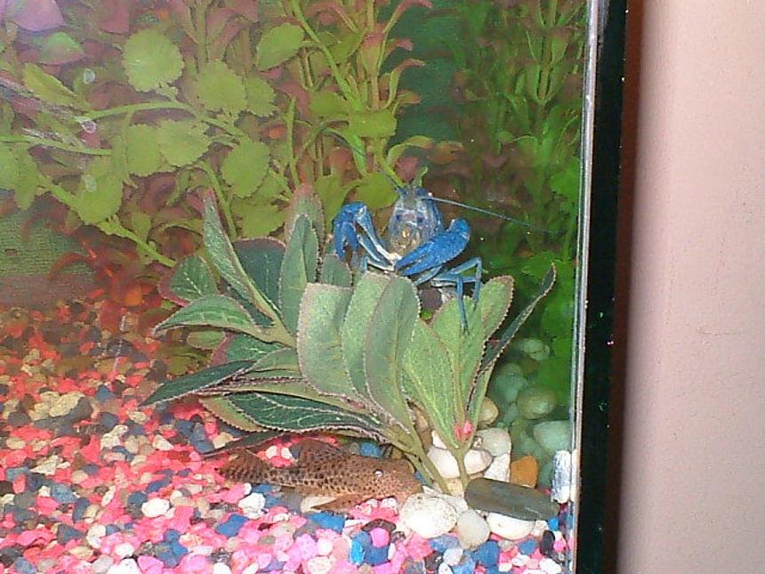 Rated #3663: 75 Gallons Freshwater Fish Tank - Claws again!