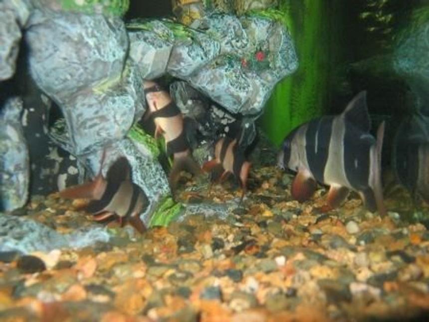Rated #1221: Freshwater Fish - Botia Macracantha - Clown Loach Stocking In 90 Gallons Tank - JUST CLOWNING SAROUND