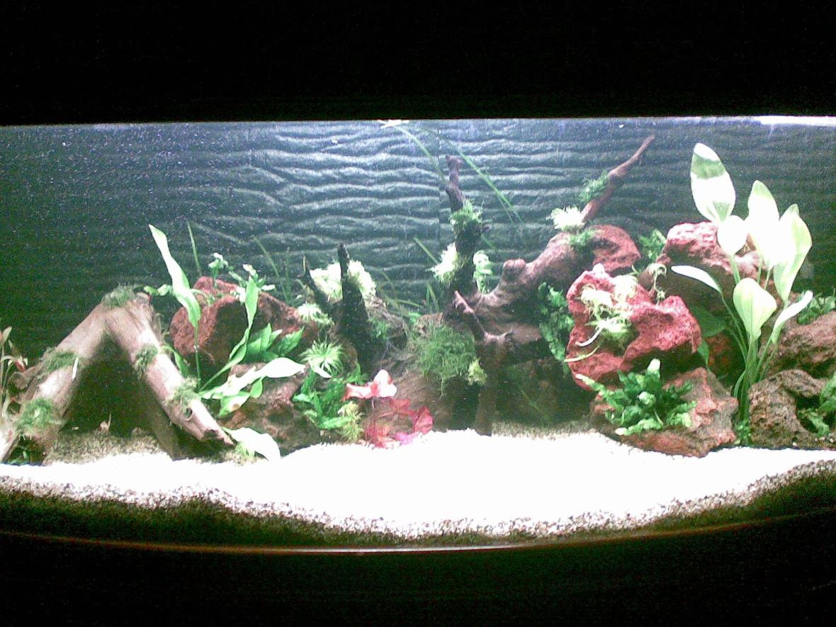 66 gallons planted tank (mostly live plants and fish) - Adrian's Planted Tank