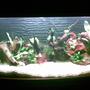 66 gallons planted tank (mostly live plants and fish) - Adrian's Planted Tank