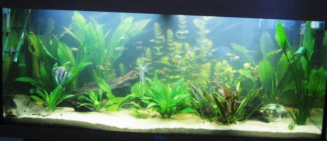 53 gallons freshwater fish tank (mostly fish and non-living decorations) - My Amazonia biotope.